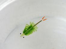 鵠沼枝額蟲（Branchinella kugenumaensis）