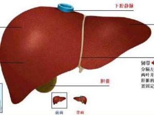 肝臟腫瘤