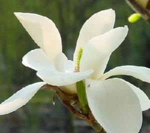 Magnolia × alba