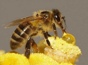 食用蠟