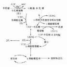 果糖二磷酸酶缺乏