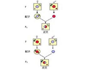 正反交雜種