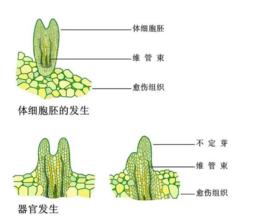 體細胞胚胎髮生