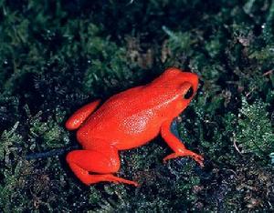 紅壁蛙