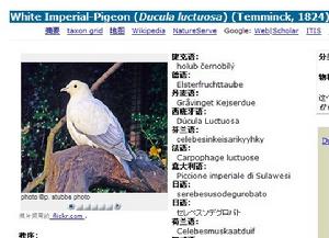 White Imperial-Pigeon (Ducula luctuosa) (Temminck, 1824)