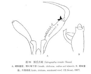 斯氏肖蛸