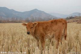 肉牛犢