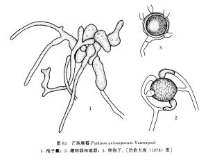 芒孢腐霉