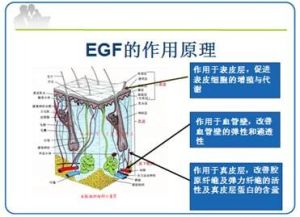 EGF作用原理