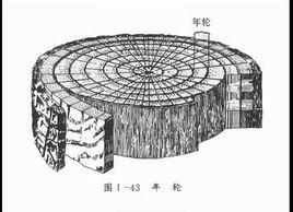 樹木年輪氣候學