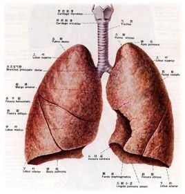 肺部腫瘤