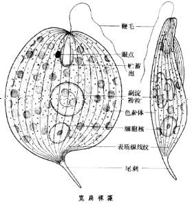 甲藻門