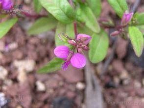 矮華南遠志（變種）