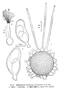 蠟瓣花球針殼