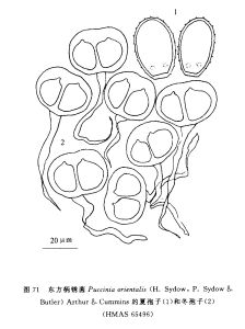 東方柄鏽菌