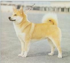 冰島犬