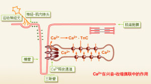 興奮-收縮耦聯