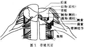 脊髓缺血