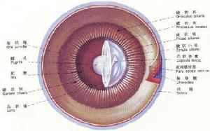 （圖）晶狀體
