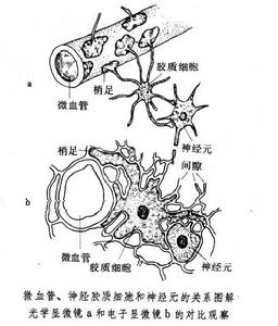 神經膠質細胞