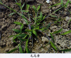 http://www.agripests.cn/show3_2.asp?id=114
