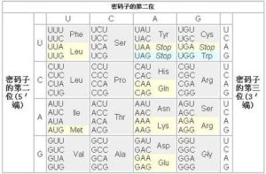 遺傳密碼的簡併性