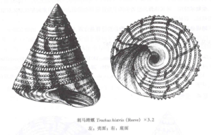 刺馬蹄螺