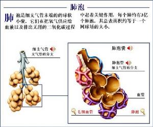 （圖）肺泡