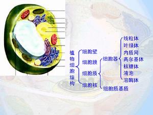 植物細胞圖片
