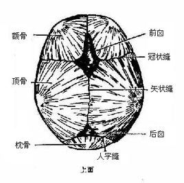 囟門