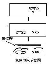 免疫電泳