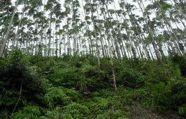 霞山村[福建省泉州市德化縣龍門灘鎮下轄村]