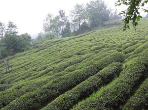 仙人掌茶