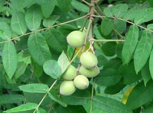 Carya cathayensis