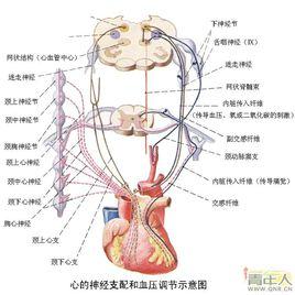 迷走神經反射