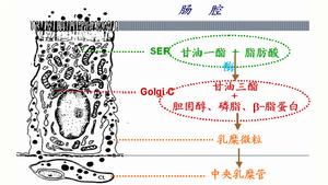 （圖）吸收不良綜合徵