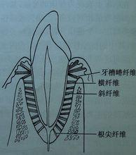 牙槽嵴纖維示意圖