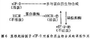 蛋白質生物合成