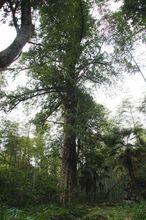 邵武龍湖山森林公園