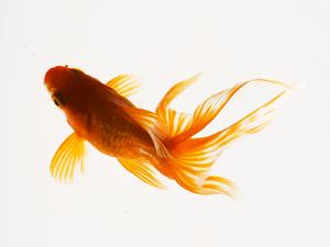 雙線金銀魚