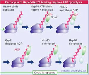 熱休克蛋白(Hsp70)協助蛋白質摺疊的循環過程