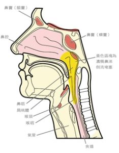 鼻涕倒流