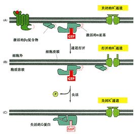 G蛋白