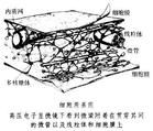 長蕊琉璃草屬