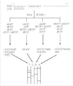 DNA測序技術