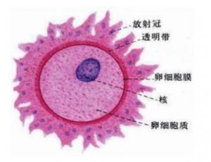 卵細胞結構圖