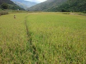 位打村水稻種植業