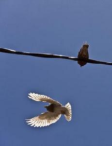 聖島雞鳩