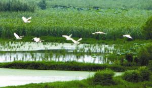 洪湖省級濕地自然保護區