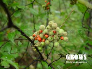 果實　來源：中國西南野生生物種質資源庫